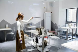 绵阳猫咪咖啡馆 超萌文艺体验，甜点击溃少女心